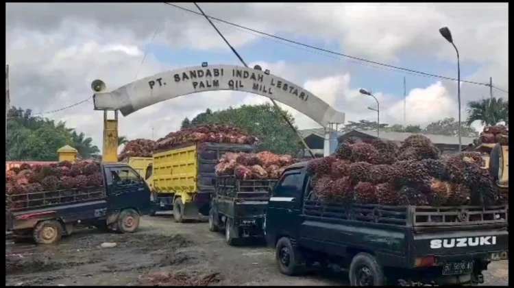 Pabrik Sawit Diimbau Jaga Stabilitas Harga Selama Ramadhan