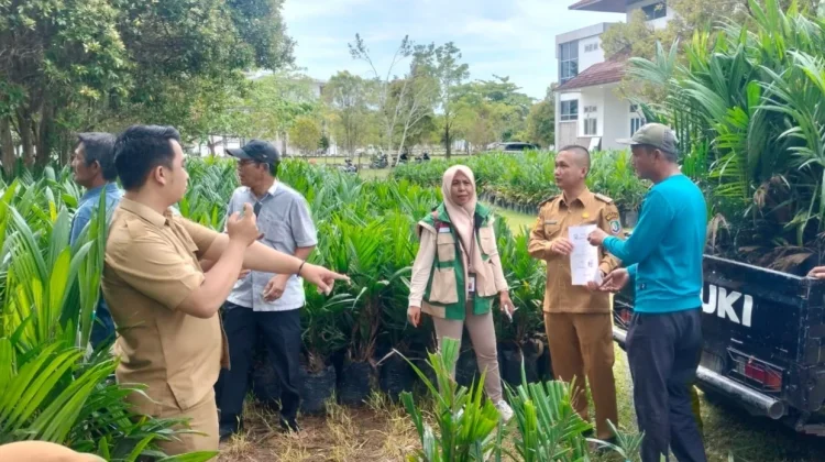 Pemkab Kaur Salurkan Bibit Sawit Gratis Secara Bertahap