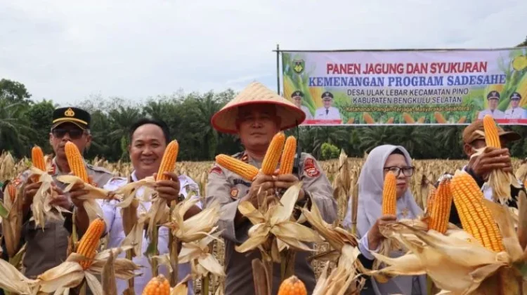 Bulog Bengkulu Selatan  Serap Jagung Sebanyak 43 Ton