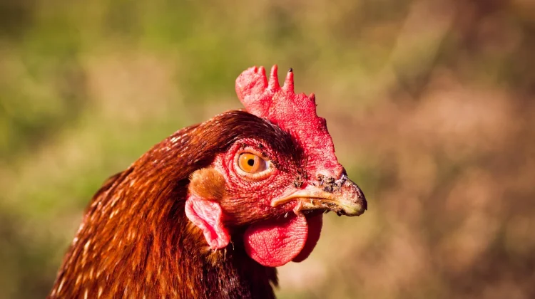 Cara Efektif Mengatasi Kutu Ayam agar Ternak Tetap Sehat