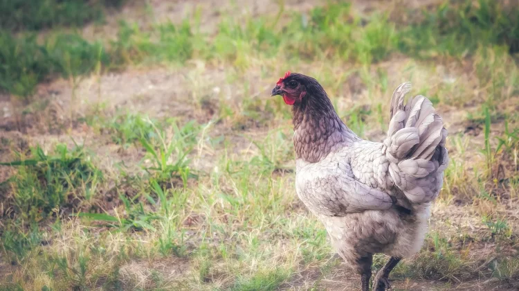 Cara Jitu Mempercepat Ayam Berhenti Mengeram