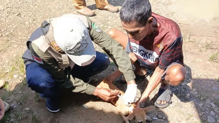Dinas Pertanian Seluma Terus Gencarkan Vaksinasi Rabies