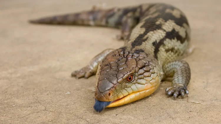 Mengenal Kadal Lidah Biru, Si Reptil Eksotis yang ternyata Penakut