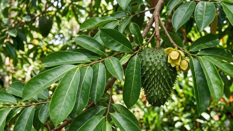 Manfaat Daun Sirsak untuk Kesehatan