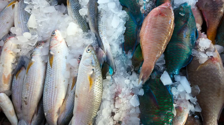 Menu Olahan Ikan Sederhana, Sehat, dan Mudah Dibuat di Rumah