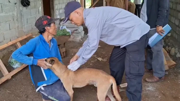 Kasus Gigitan Hewan Penular Rabies Bengkulu Utara Meningkat