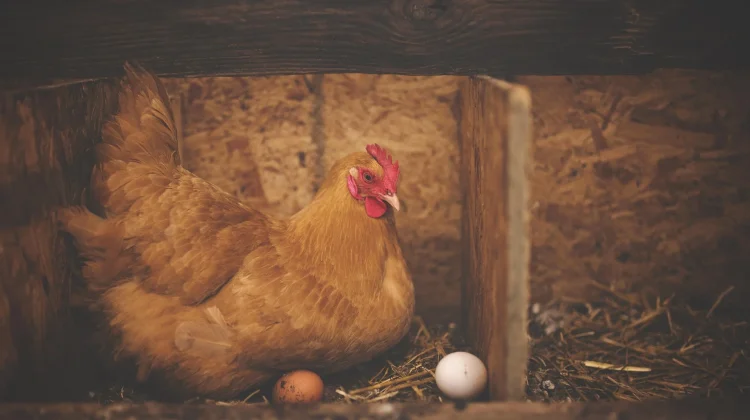 Idealnya Ayam Bertelur Berapa Kali dalam Setahun?