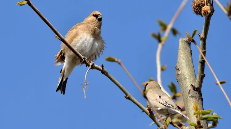 Maestro Kicau Penakluk Padang Pasir: Mengenal Lebih Dekat Desert Finch