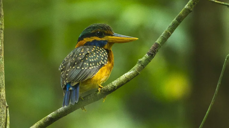Sang Pangeran Hutan yang Pemalu: Mengenal Rufous-collared Kingfisher
