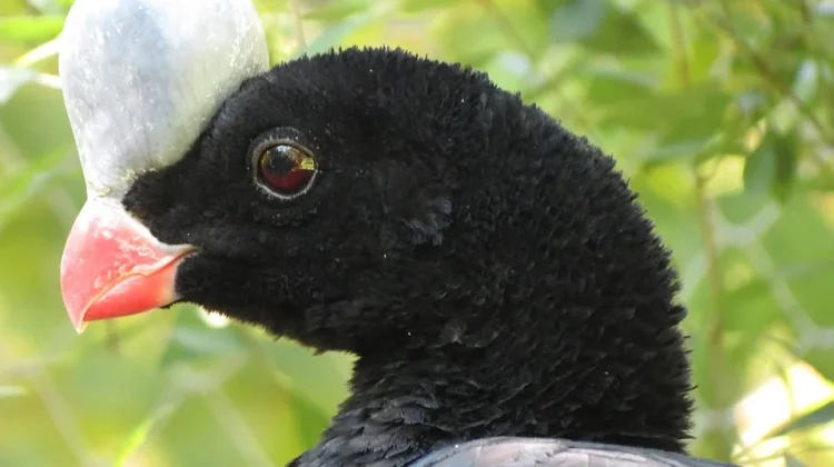 Mengenal Horned Curassow: Si 'Unicorn' Langka dari Hutan Tropis Bolivia