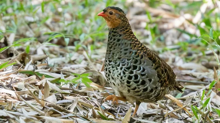 Misteri Udzungwa Partridge di Jantung Tanzania