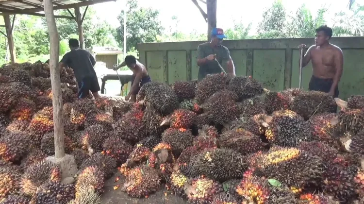 Harga Sawit Tingkat Pabrik Kerap Dibawah Harga Ketetapan
