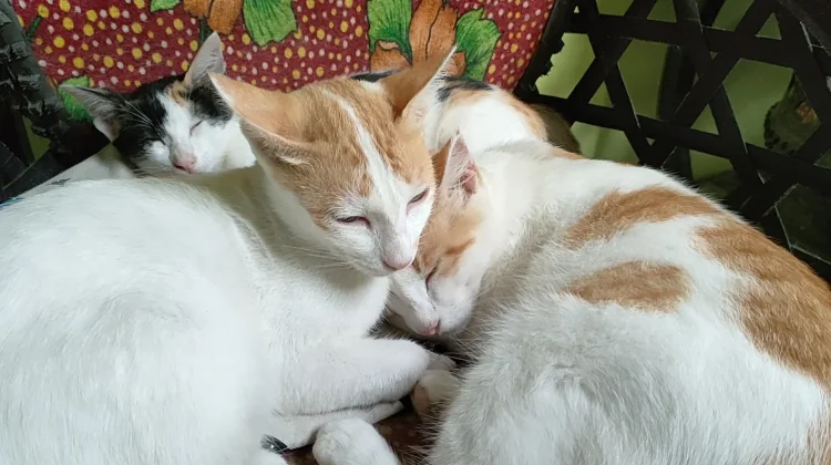 Berikut Ciri-Ciri Kucing yang Terinveksi Rabies