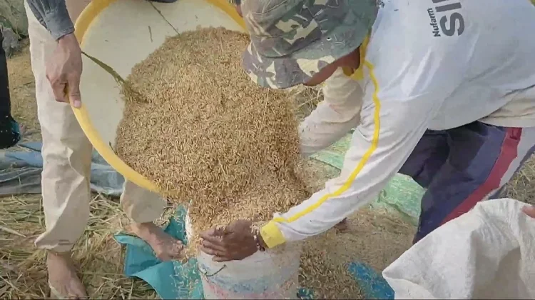 Pemerintah Minta Petani Perhatikan Mutu Beras dan Gabah