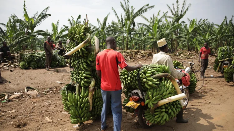 Budidaya Pisang di Musim Kemarau, Tantangan dan Strategi agar Tetap Produktif