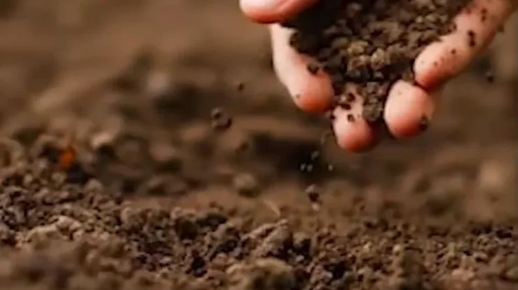 Begini Cara Mengolah Tanah Gersang agar Kembali Subur dan Produktif