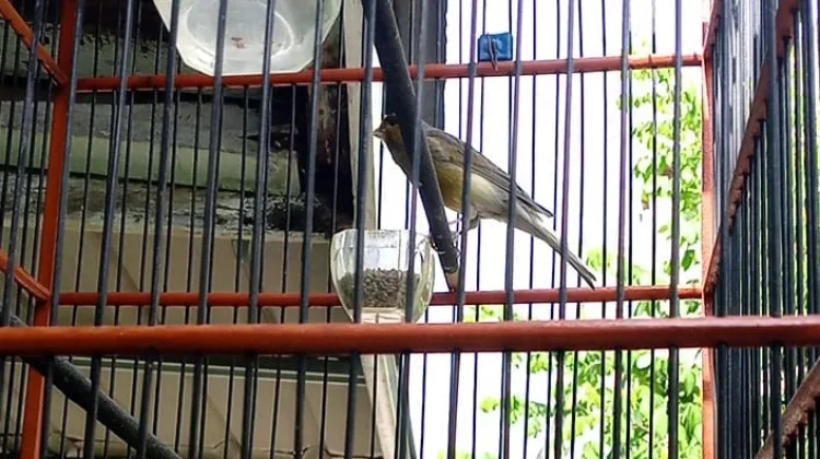 Keunikan Burung Kenari yang Mudah di Pelihara