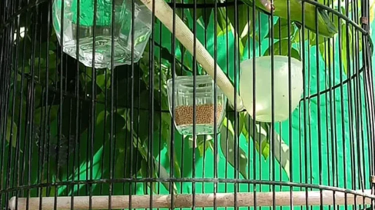 Burung Lovebird  Salah Satu Jenis  Burung Hias