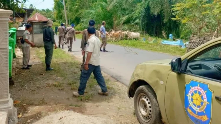 Satpol PP Kaur Terus Lakukan  Penertiban Ternak Liar