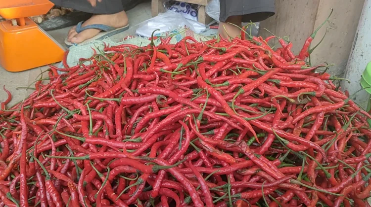 Harga Cabai Merah Turun Lagi