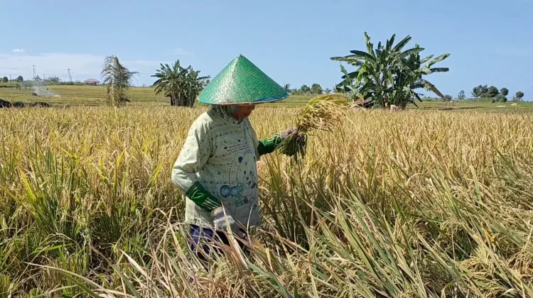Mekanisme Serapan Gabah Masih Sama Seperti Tahun Lalu