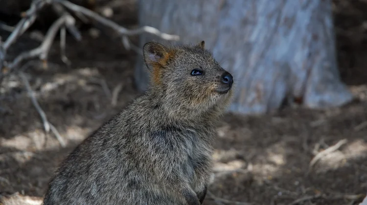 Quokka: Rahasia di Balik Senyum "Hewan Paling Bahagia di Dunia"