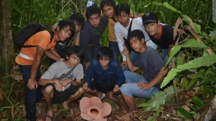 Telusur Jejak Raflessia Bengkuluensis di Padang Guci Kabupaten Kaur