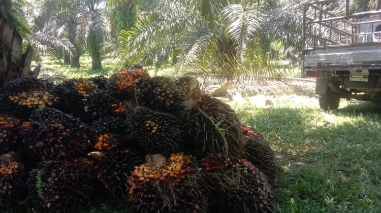 Harga TBS Sawit Stabil, Petani Ipuh Muko-Muko Bersyukur