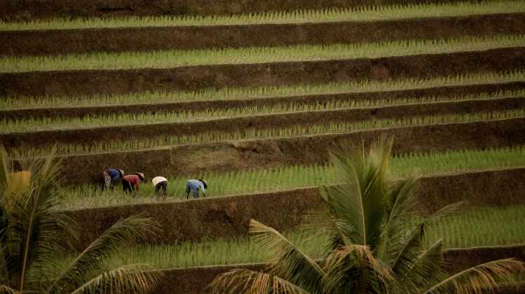 Tiga Kabupaten Bengkulu Dapat Cetak Sawah