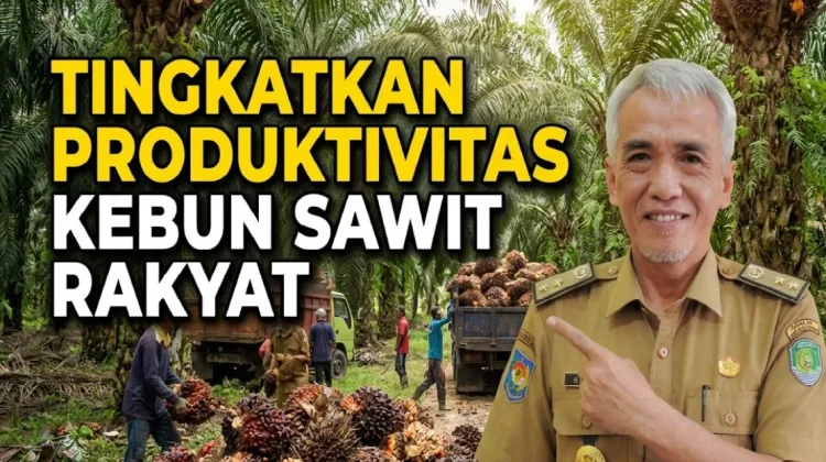 Pemkab Bengkulu tengah Targetkan Replanting Sawit 500 Hektare pada 2026