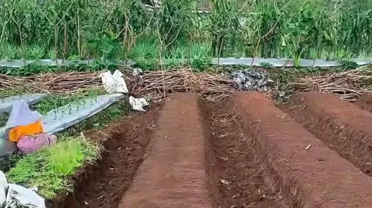 Persiapan Lahan Kosong sebelum Ditanami Buah dan Sayuran
