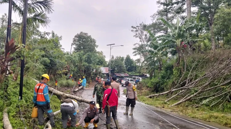 Pohon Tumbang akibat Hujan, Polres Lebong Sigap Amankan Jalan