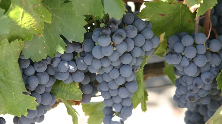 Malbec: Dari Anggur Pelengkap hingga Menjadi Raja Baru Dunia Wine