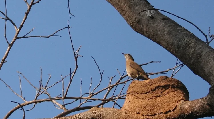 Kenalkan Hornero: Burung "Tukang Bangunan" yang Membangun Rumah Selembut Oven