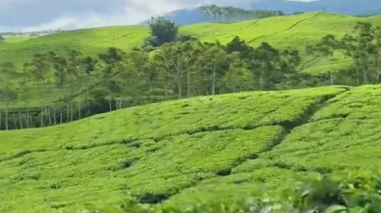Libur Lebaran, Kebun Teh Kabawetan Dipadati Wisatawan