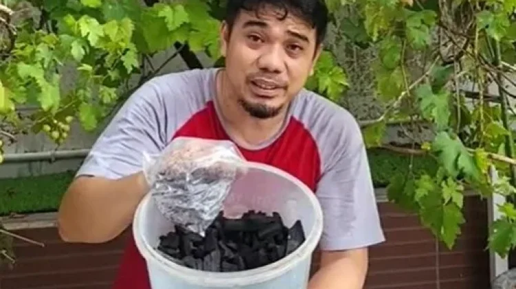 15 Manfaat Arang Hitam bagi tanaman