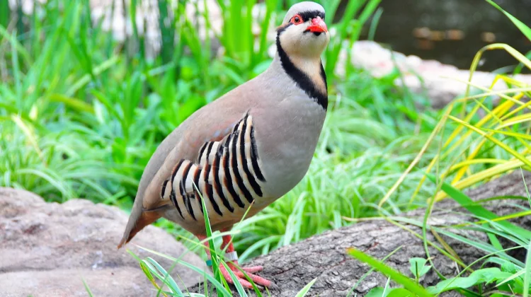 Gak Cuma Cantik, Burung Ini Lebih Jago Mendaki Gunung Daripada Terbang!