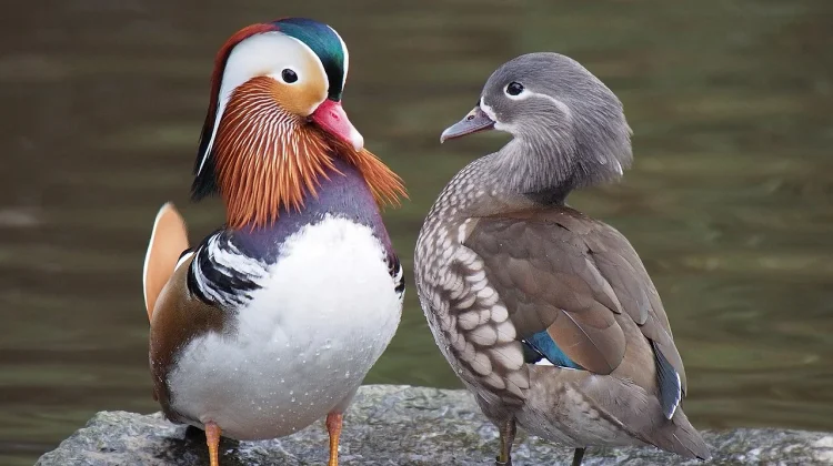 Mengenal Mandarin Duck: Unggas Tercantik di Dunia, Simbol Kesetiaan dari  Asia Timur