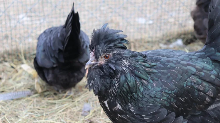 Cara Merawat Ayam Hias agar Tetap Sehat