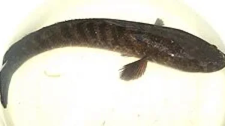 Keajaiban Albumin Ikan Gabus bagi Pemulihan Pasca Operasi
