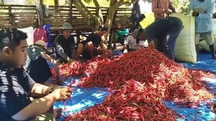 Kebun Cabai di Kaur Serap Ratusan Tenaga Kerja