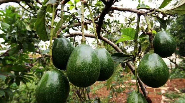 Pemprov Bengkulu Ajak Masyarakat Kembangkan Hortikultura Bernilai Tinggi