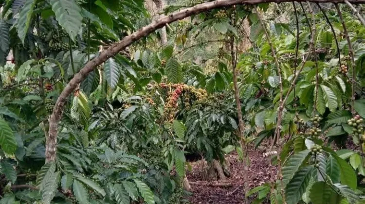 Petani Kopi Kaur Bersyukur, Harga Kopi Kering Stabil