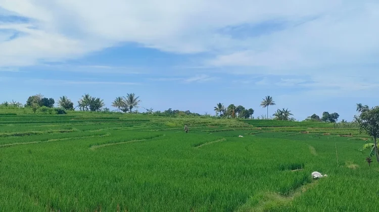 Dinas Pertanian Bengkulu Utara Pastikan Pasokan Pupuk Aman