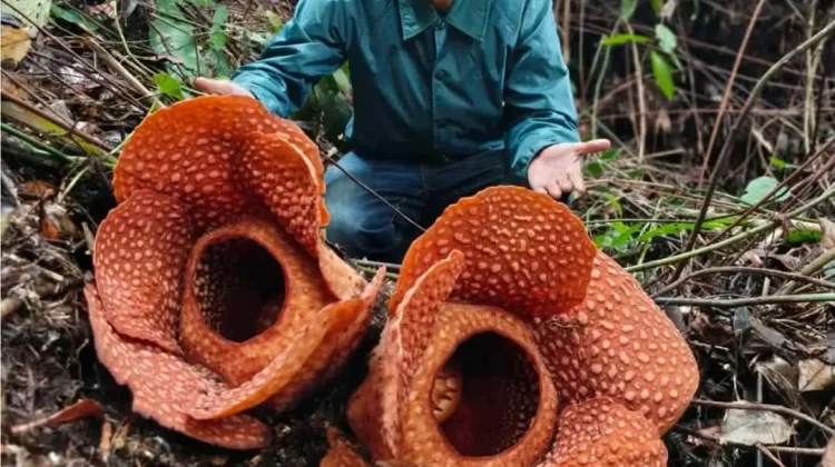Rafflesia Kemumu  Mekar 3 Sekaligus