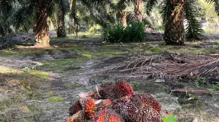 Pemprov Bengkulu Tetapkan Harga TBS Sawit Periode April Rp3.174/Kg