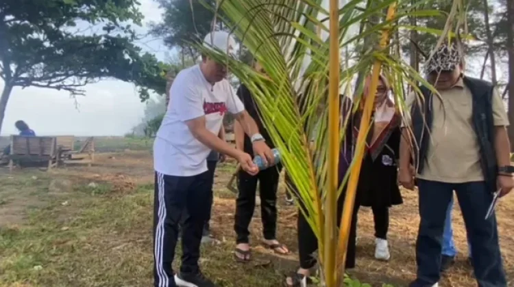 Pemkot Bengkulu Gotong Royong Rawat Pohon Kelapa di Pantai Panjang