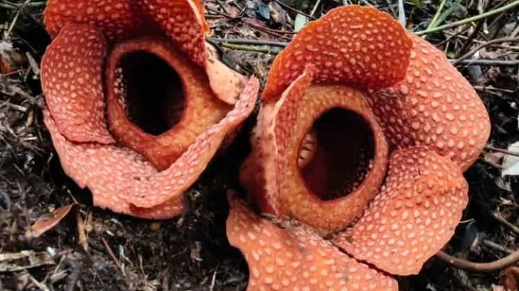 Rafflesia Kemumu Kembar Tiga Masih Mekar di Bengkulu Utara