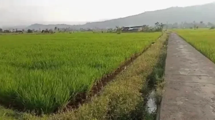 Masyarakat Rimbo Recap-Dwi Tunggal Apresiasi Pembangunan Jembatan Perintis
