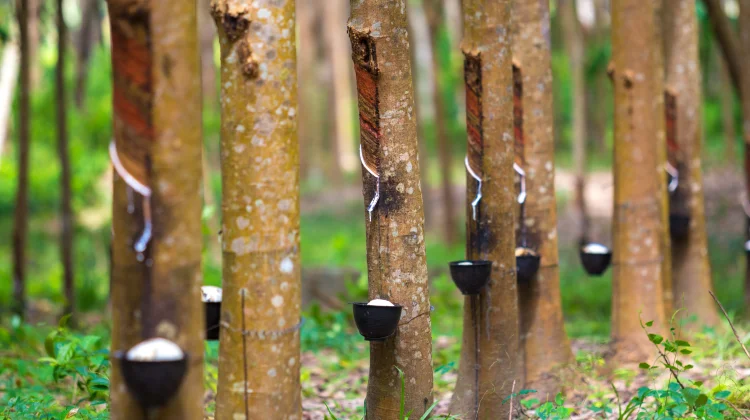 Harga Karet Bengkulu Masih Stabil
